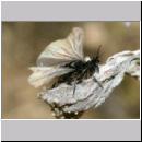 Stylops melittae - Faecherfluegler m07 5mm.jpg